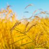 Grain field, yellow, fresh harvest,  blue sky with clouds, sunny day, summer natural background, landscape
